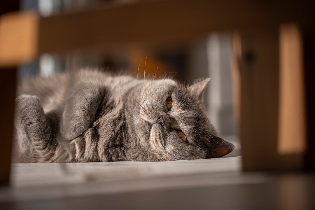 Chronic fatigue.