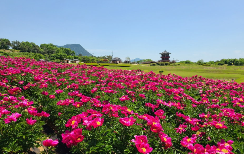 조문국 사적지 작약