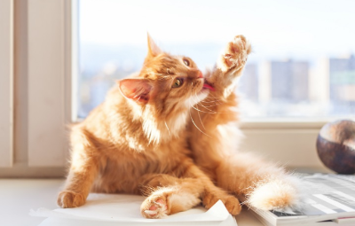 다리를 핥는 고양이