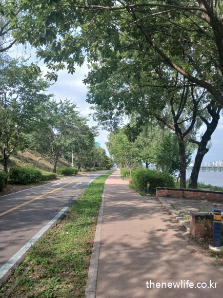 A paved riverside walking path lined with tall trees and a bike lane &mdash; an ideal outdoor spot to ease air conditioning sickness symptoms in summer.-자전거도로와 함께 나란히 이어진 포장된 강변 산책길 &mdash; 여름철 냉방병 증상 완화에 도움이 되는 야외 공간입니다.