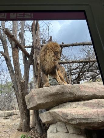 에버랜드 자유이용권 할인 최신 정보