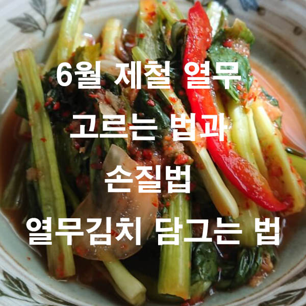 6월 제철 열무 고르는 법과 손질법 열무김치 담그는 법