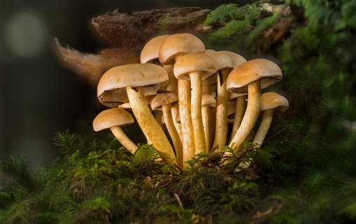 송이 버섯 효능 : 항염