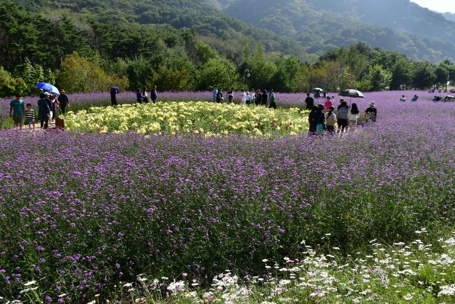 10월 지역 축제 인제 가을꽃 축제