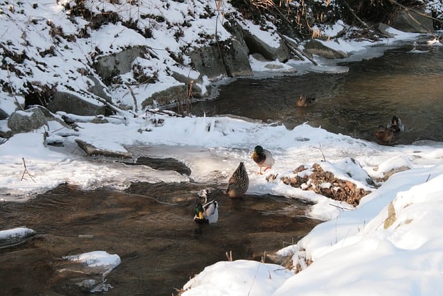 화천 산천어 축제