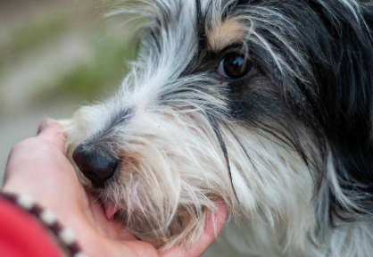 손을 핥는 개_02.