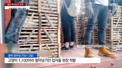 양꼬치에 양 대신 고양이 고기 뉴스 기사 이미지