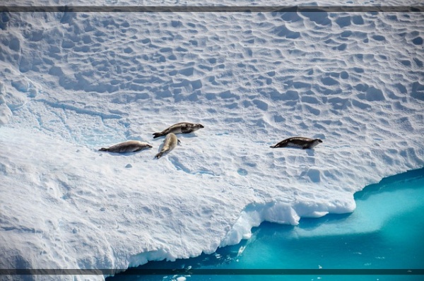 지구가 아파요. 10 아르틱 물개, 북극의 얼음 위 사라지는 물개