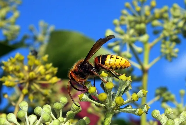 곤충 종류와 특징 생김새 습성 먹이 요약 정리_9