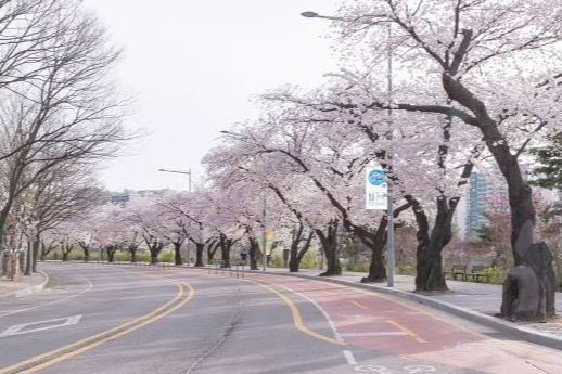 여의도 벚꽃축제