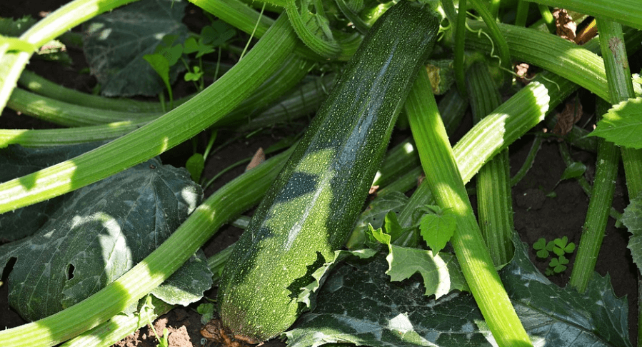 애호박 사진 - 6