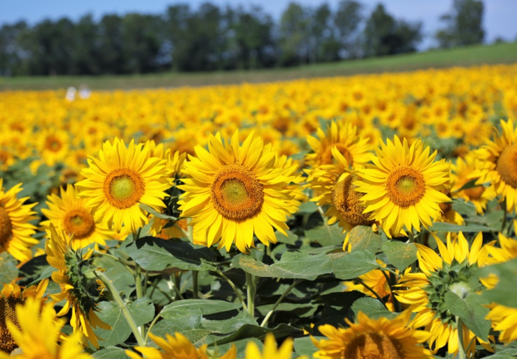 여름 홋카이도 여행 관련 이미지3