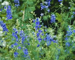 락스퍼 이미지 사진