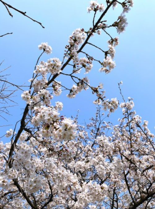 2026 벚꽃 개화 시기 지도 및 만개 시기 총정리