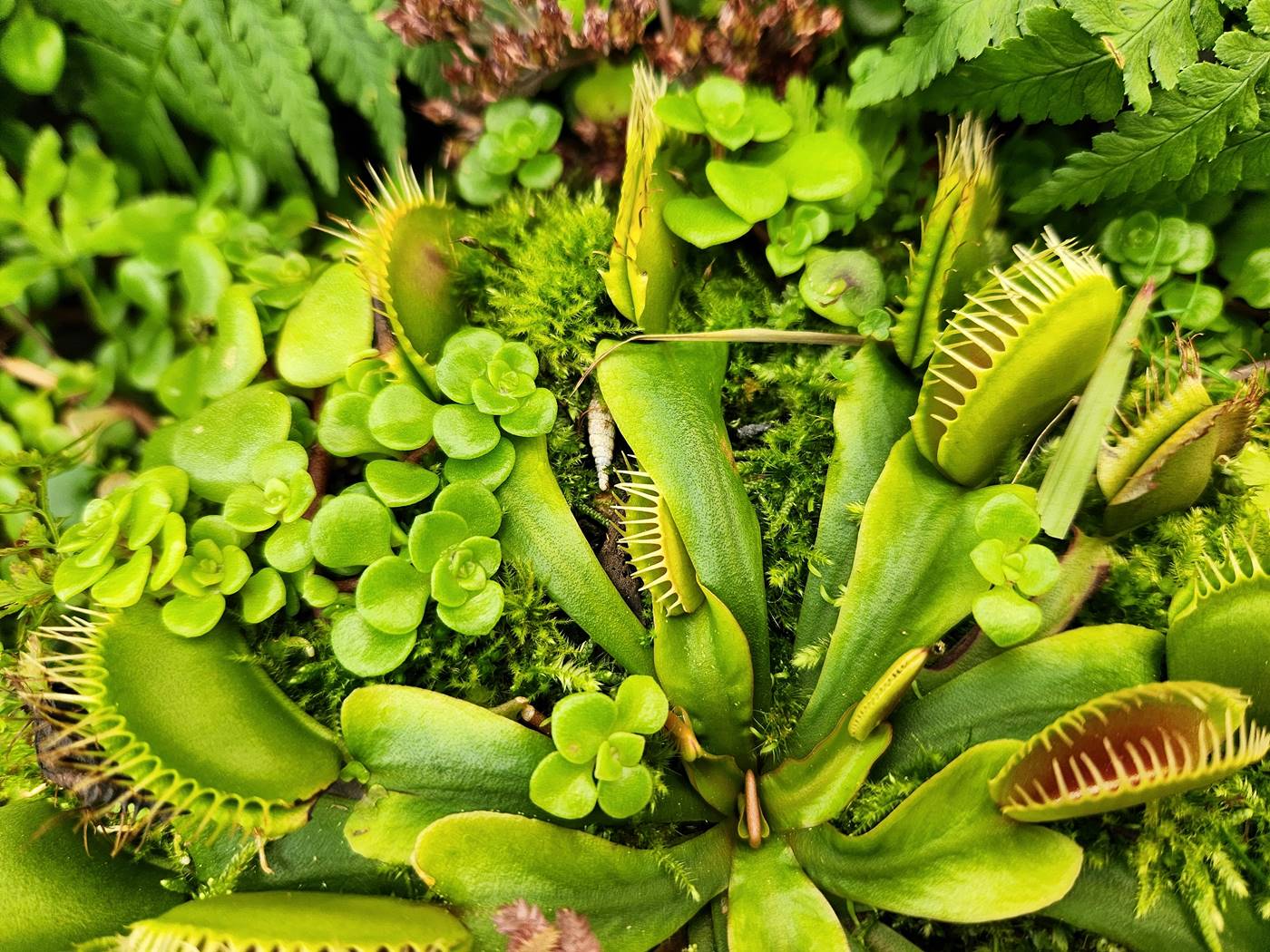 파리지옥 Dionaea