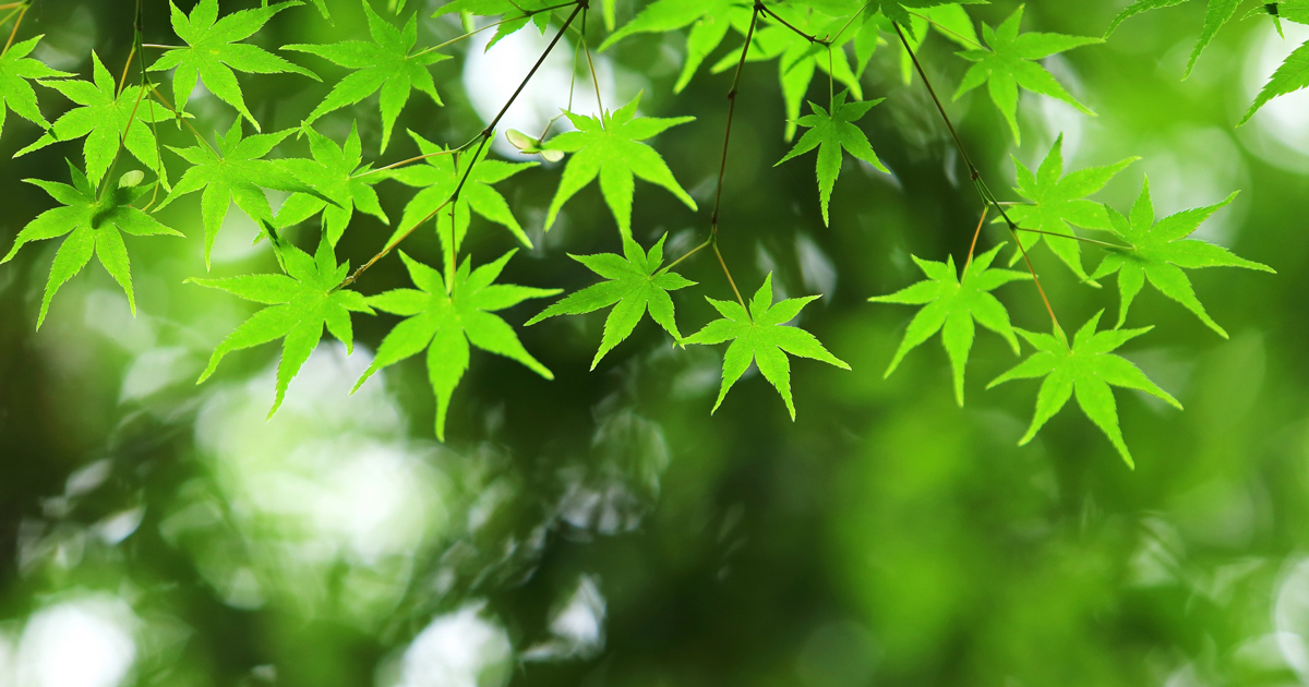 계절의 변화를 세분화한 24 절기 중 '입추' 이해하기