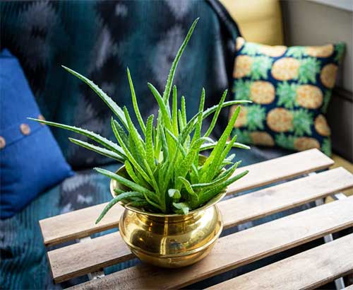 알로에-베라-화분