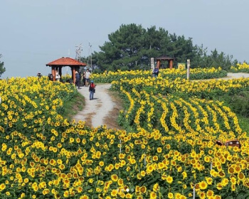 강주 해바라기 축제_13