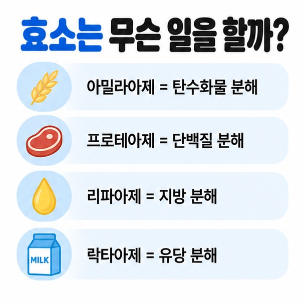 아밀라아제 프로테아제 리파아제 락타아제가 각각 탄수화물 단백질 지방 유당 분해에 관여함을 보여주는 이미지