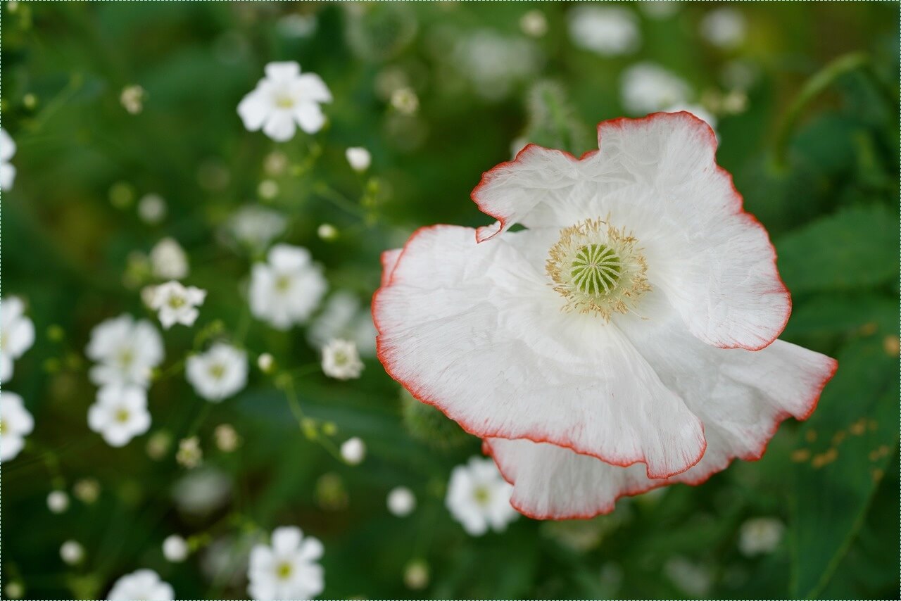 우체국 정기예금 금리