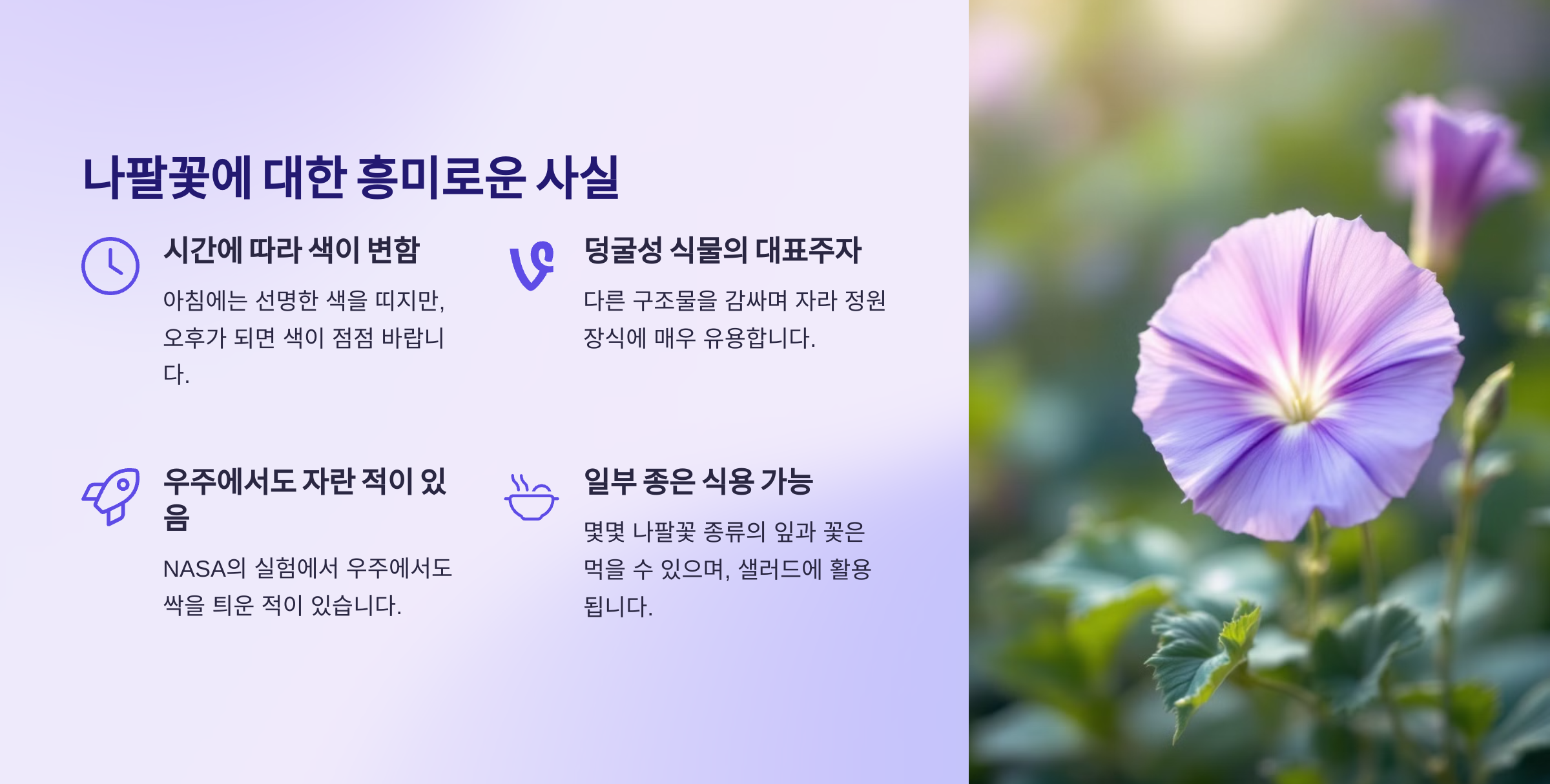나팔꽃 사진