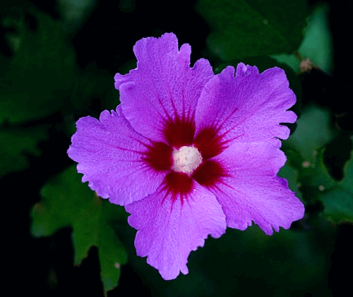 연보라색의 무궁화가 활짝 피어있다. 꽃 중앙 부분은 빨갛고 수술은 하얗다.