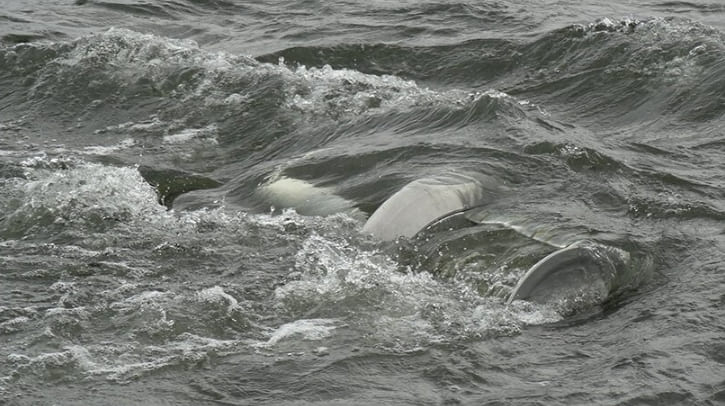 강에 설치된 지속 가능한 조력 발전시설 VIDEO: idénergie's sustainable river turbine converts water flow into electricity