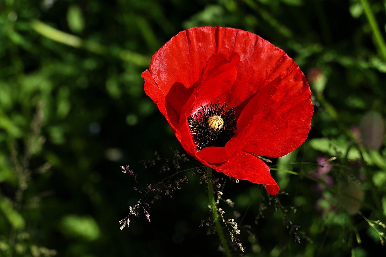 임실천변 꽃양귀비 꽃길