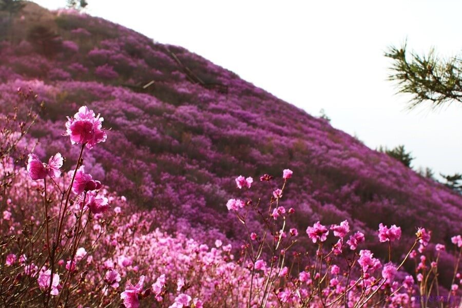 창원 천주산