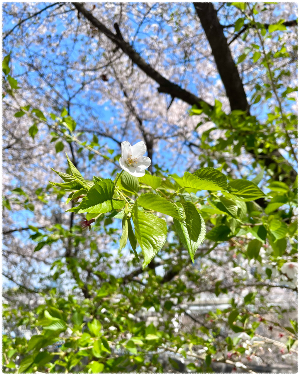 안양천제방벚꽃길