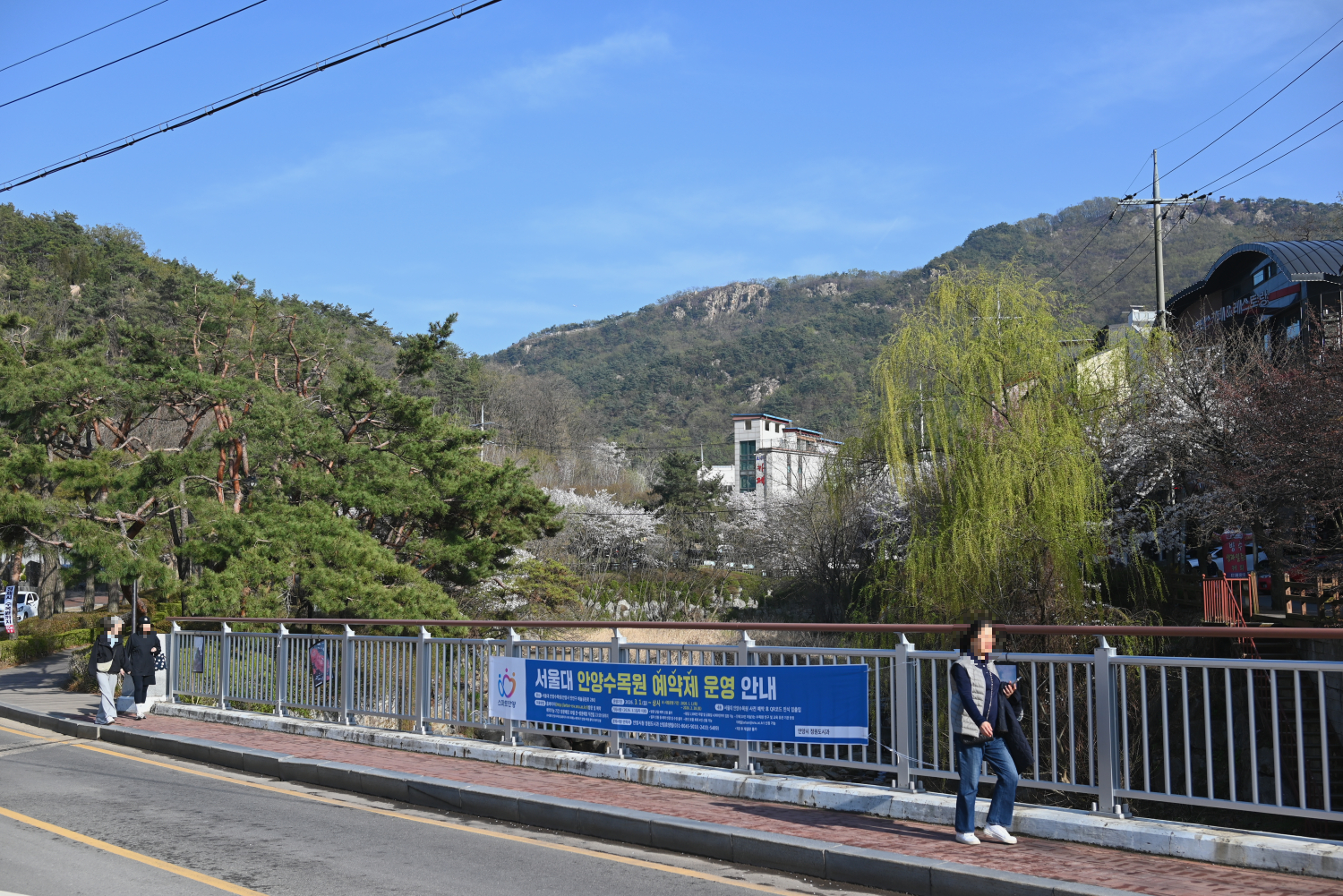 안양예술공원의 계곡 따라 핀 벚꽃이 장관