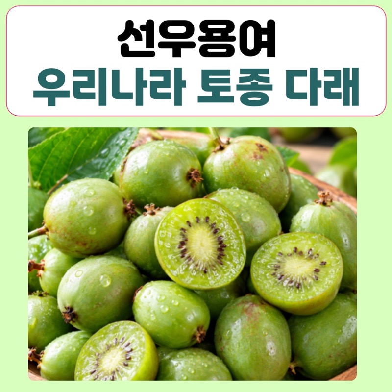 선우용여 토종다래 과일