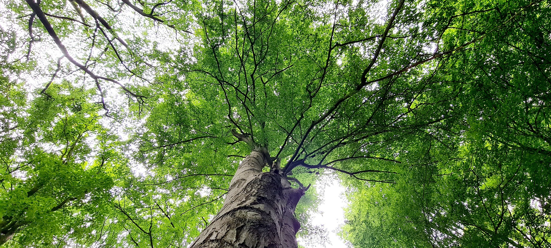 탄소중립 Carbon Neutrality 실천포인트제