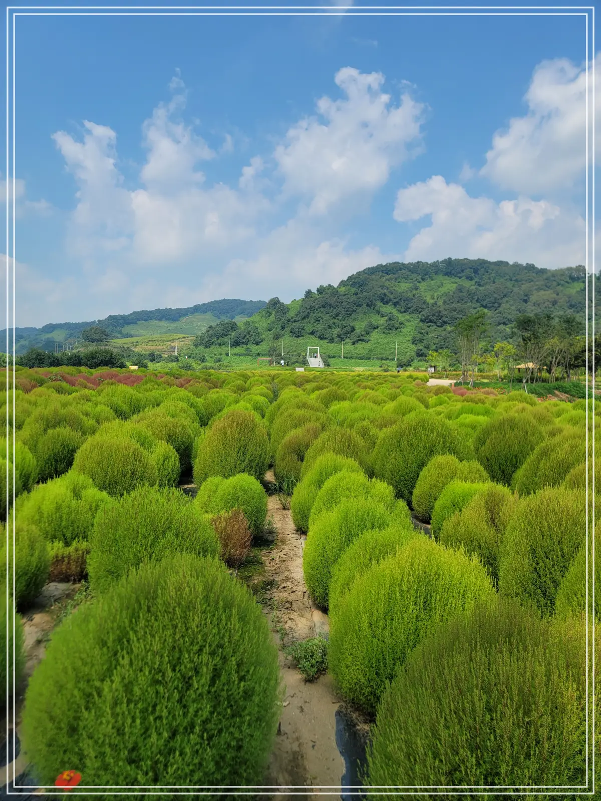 댑싸리-정원-중간