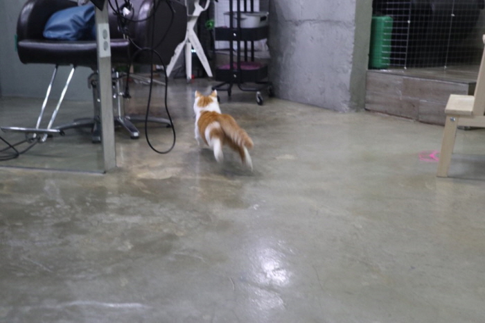 다이소프로펠러