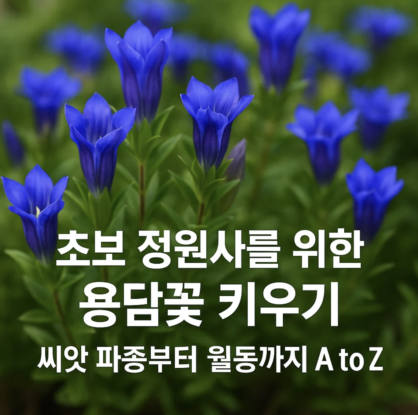 초보 정원사를 위한 용담꽃 키우기, 씨앗 파종부터 월동까지 A to Z