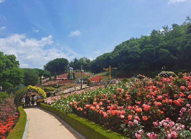 부천 백만송이 장미축제 장미 사진