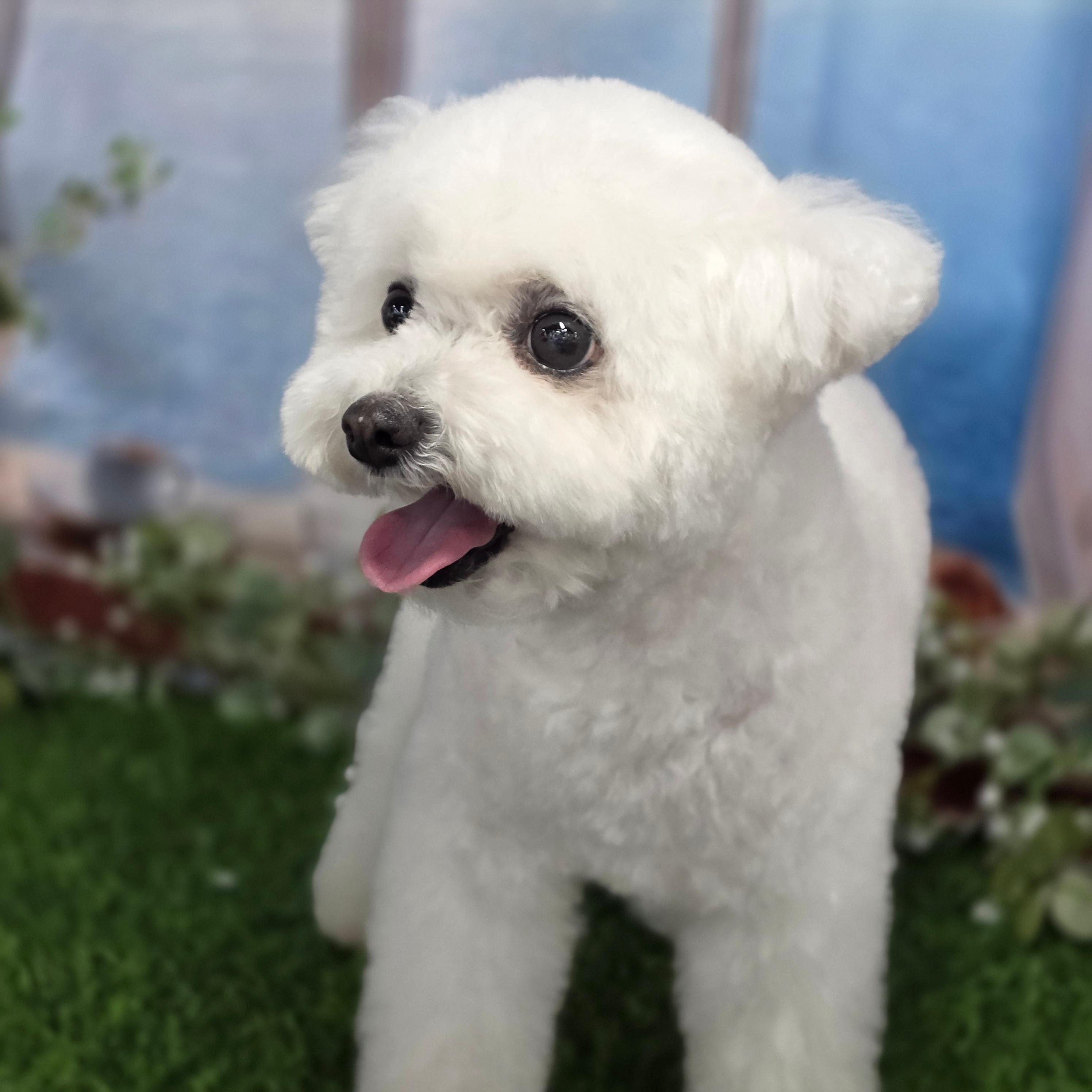 오류애견미용학원