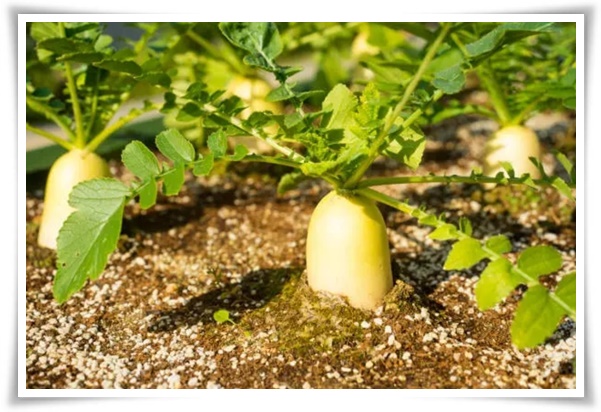 8월에 심기 좋은 텃밭 작물, 풍성한 수확을 위한 최고의 작물 추천