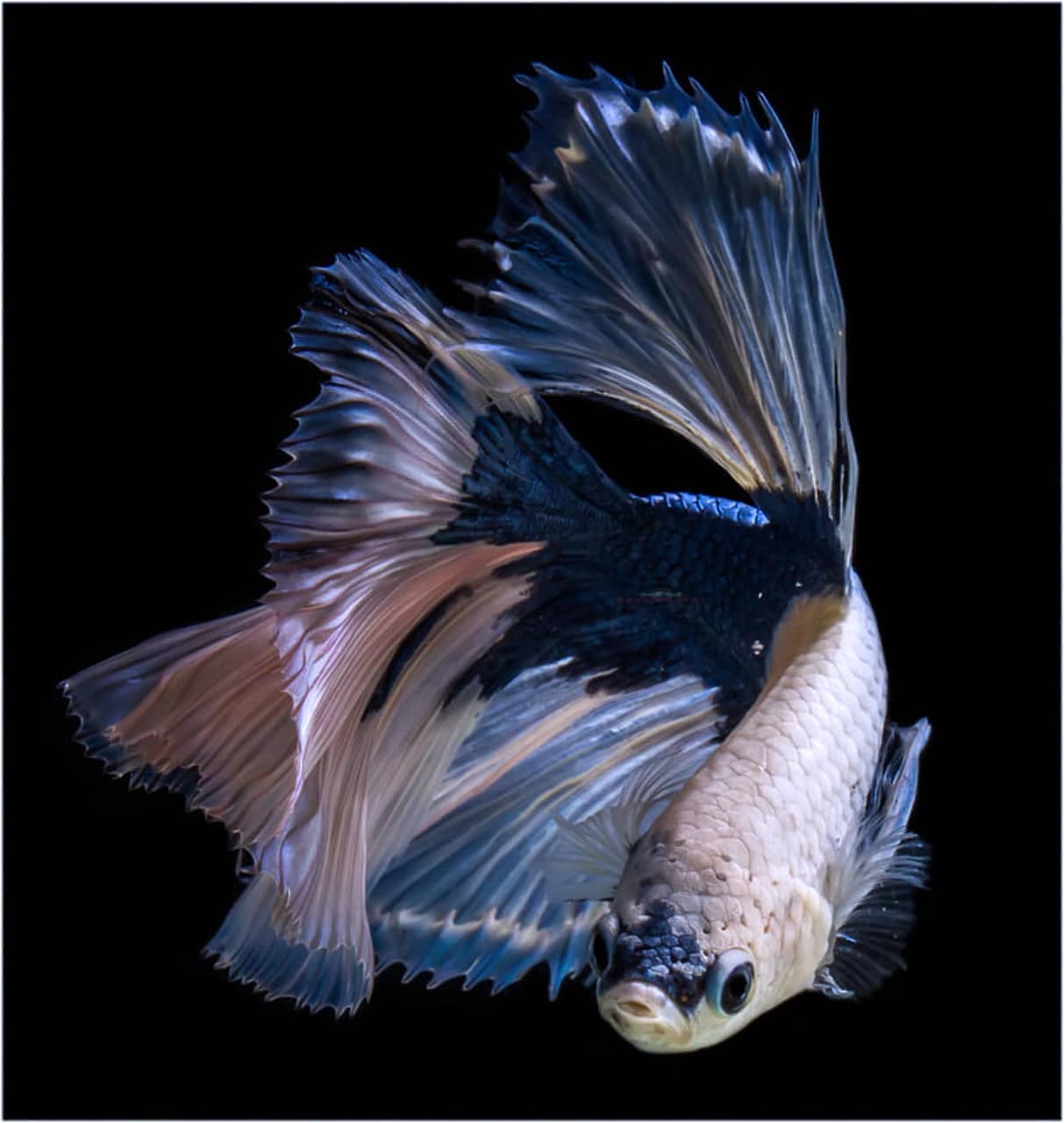 실버 해칫 물고기 키우기 완벽 가이드 (초보자를 위한 사육 방법)