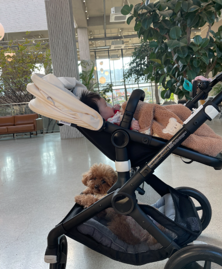 아기 유모차 아래는 반려견 지정석