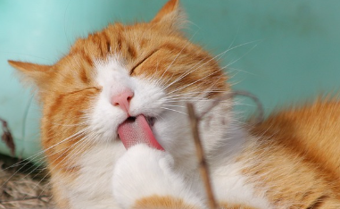 24시-동물병원-찾기