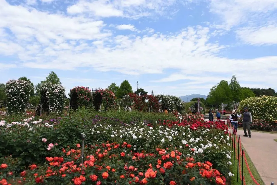 곡성세계장미축제