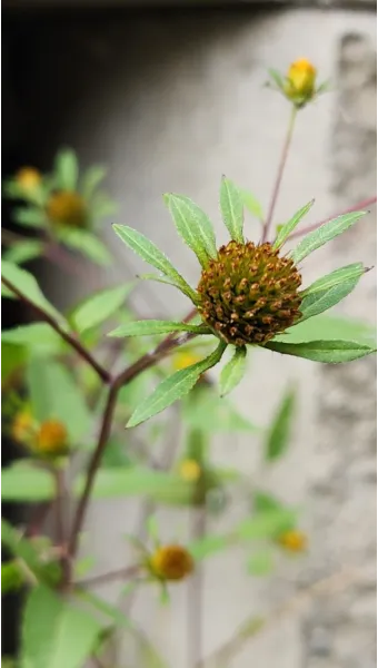 도깨비바늘 귀침초 자연이 준 해독의 명약 건강 효과_4