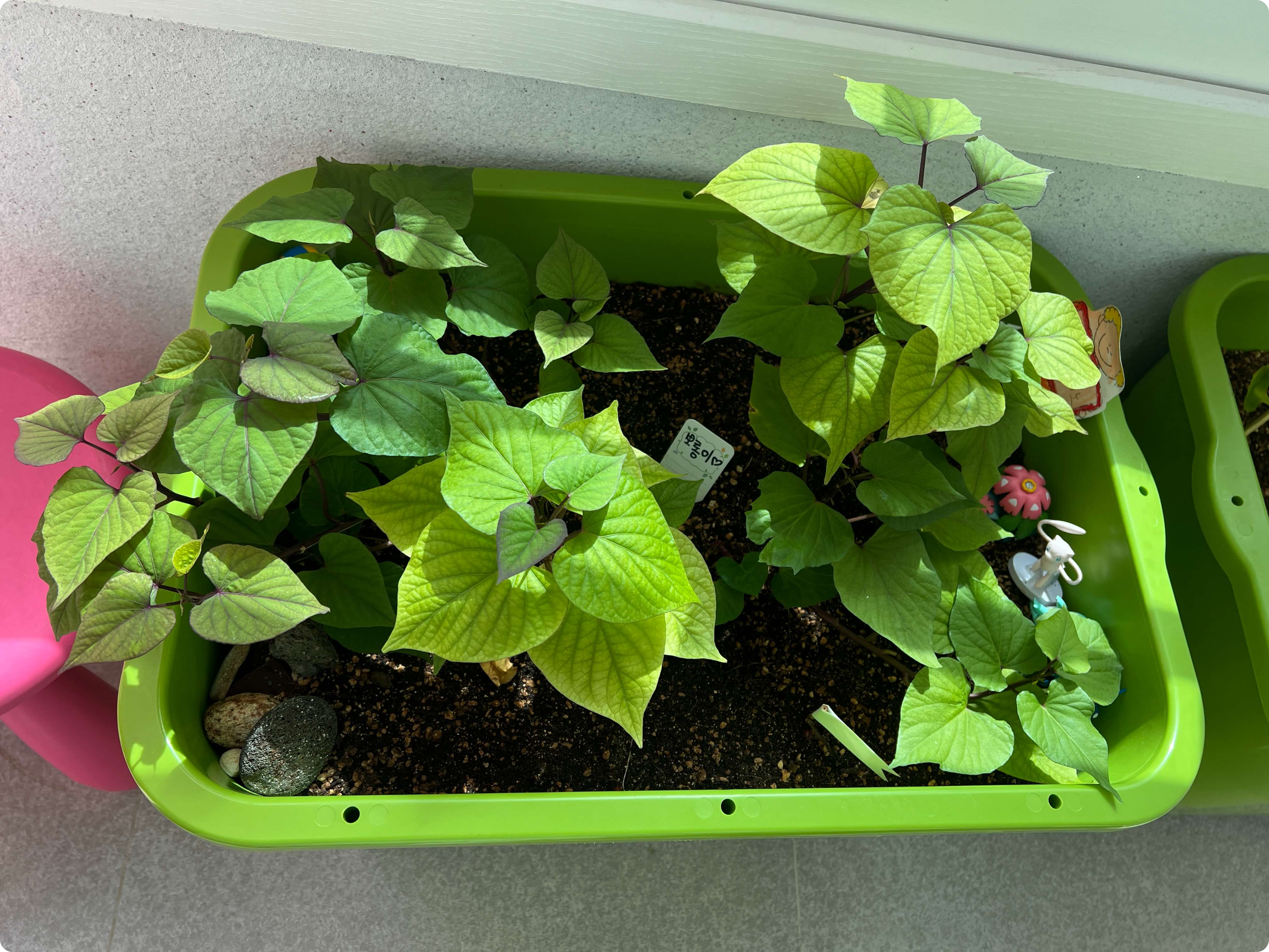 쑥쑥 자라고 있는 고구마