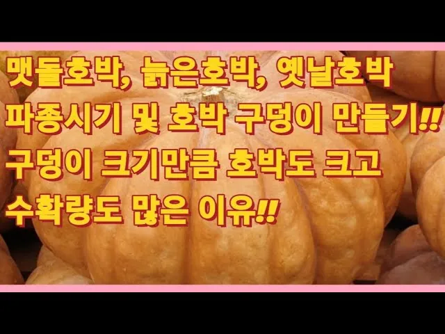 호박씨 심는 시기 파종 시기 재배방법_6