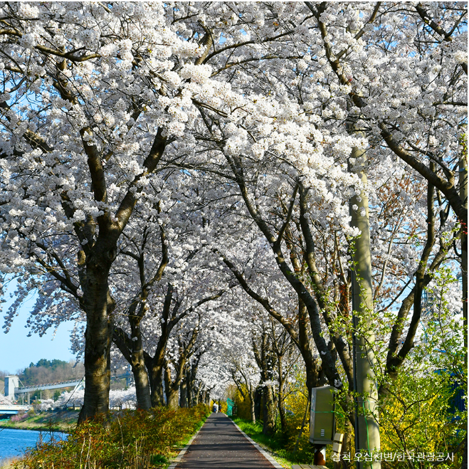 삼척장미공원 벚꽃길