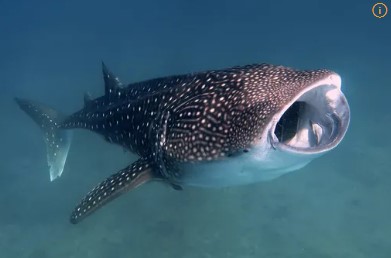 바다 속 고래상어