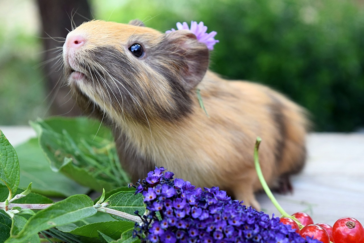 귀여운 기니피그