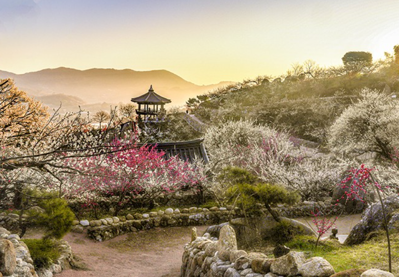 3월국내여행지추천, 광양매화마을